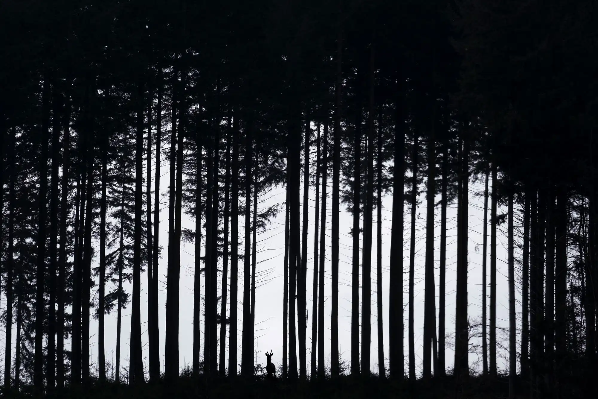 L&rsquo;ombre du Morvan