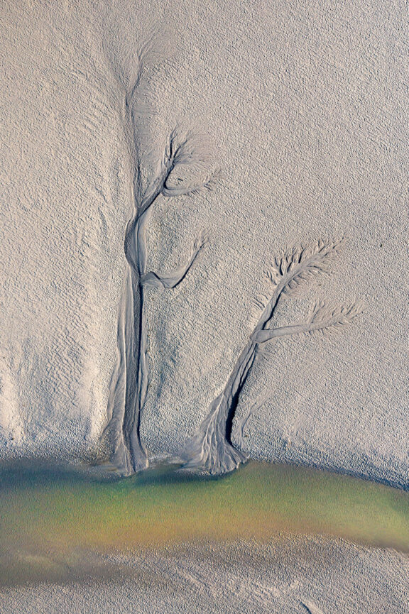 Les arbres d&rsquo;eau