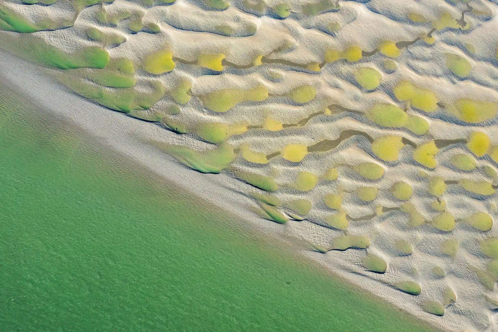 Des nénuphars dans la baie de Somme