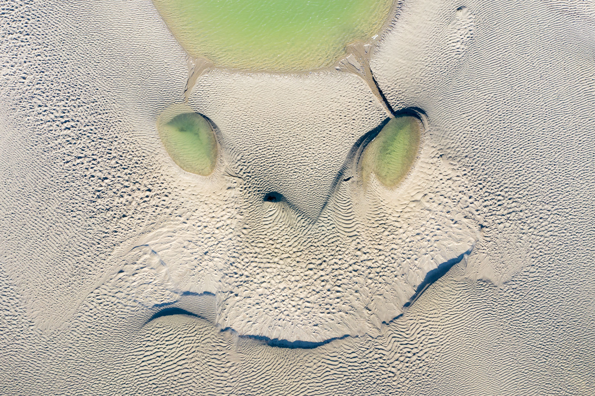 Le hibou de la baie de Somme