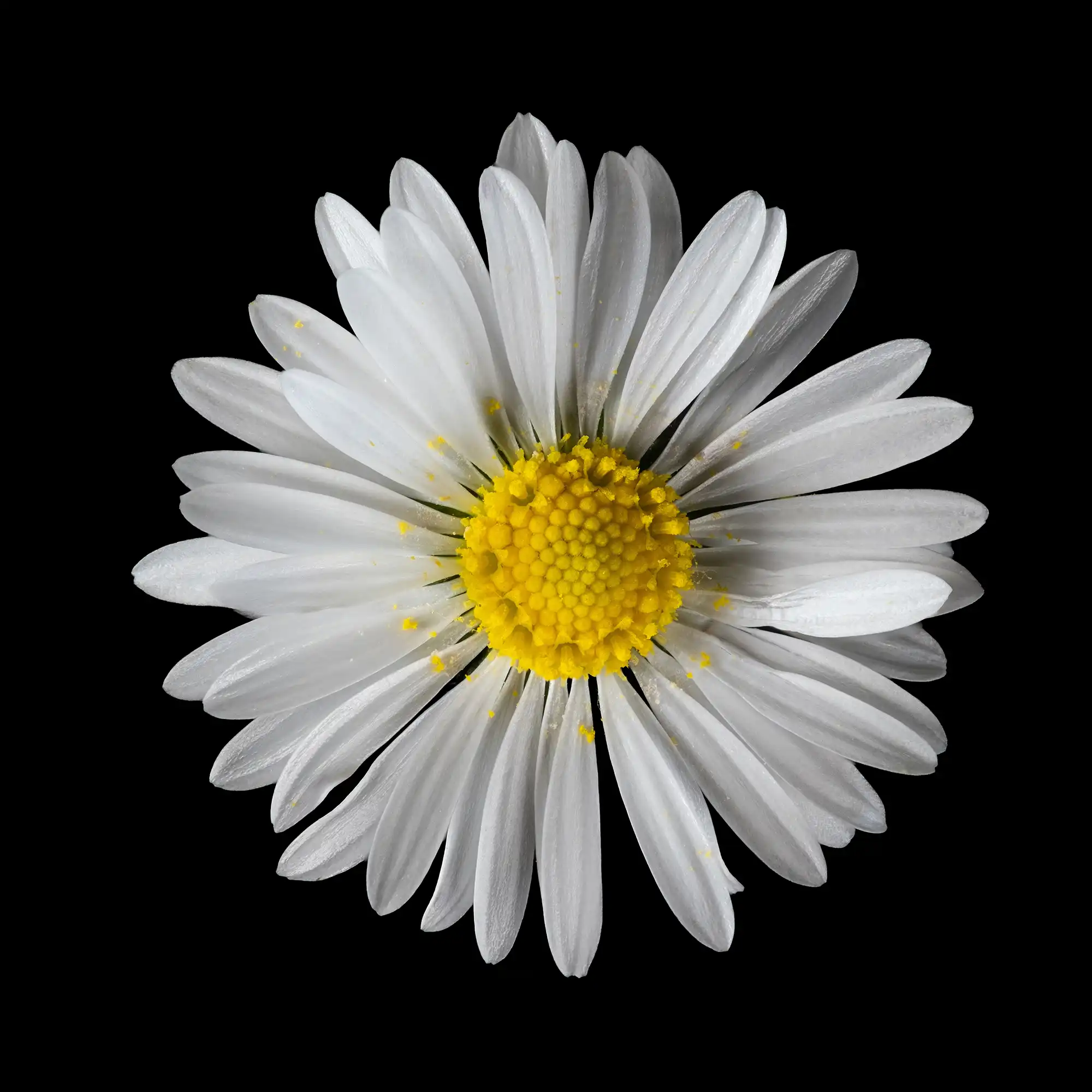 Architecture d&rsquo;une Pâquerette