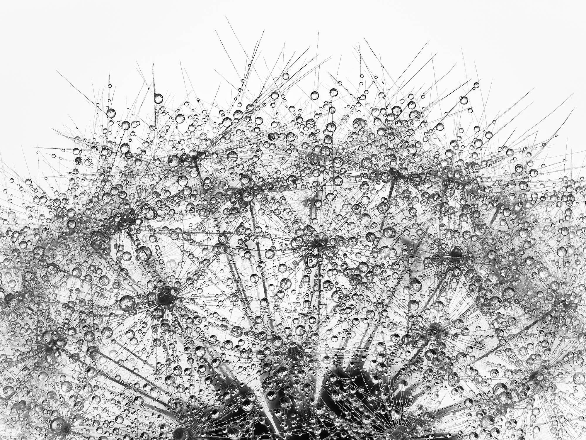 Bataille de pappus