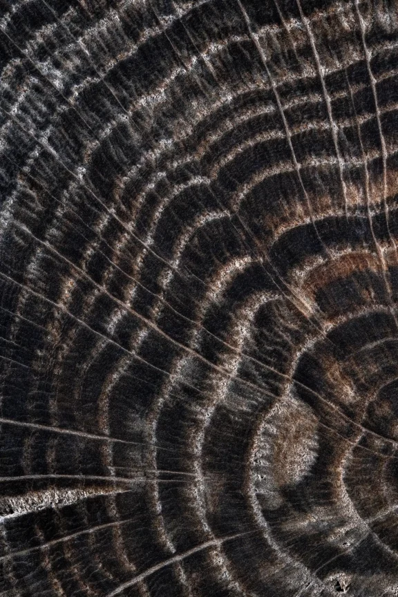 Une coupe de chêne de l&rsquo;an 800