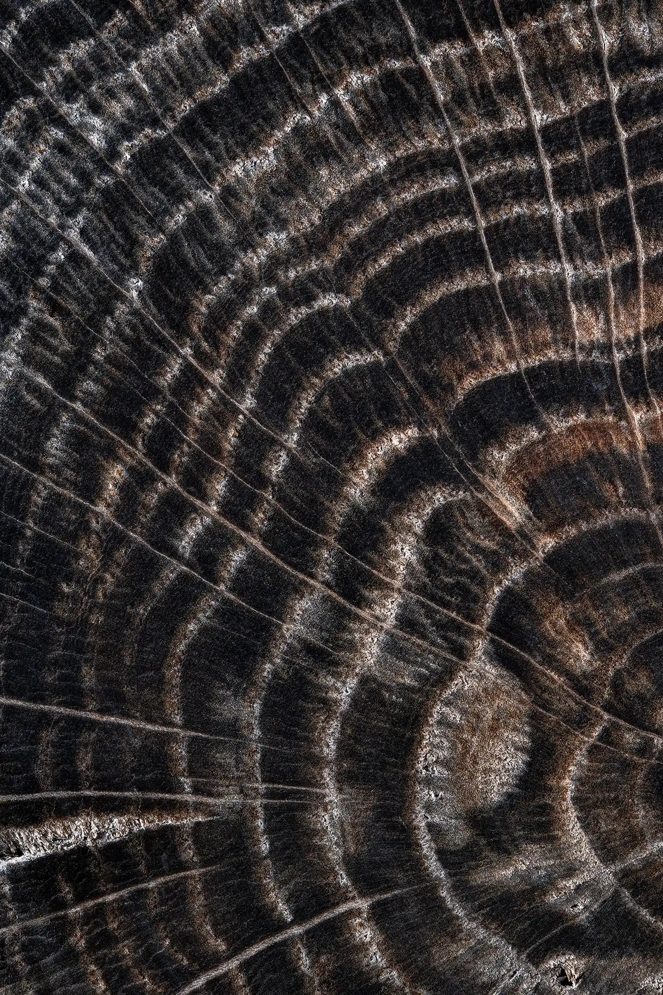 Une coupe de chêne de l&rsquo;an 800