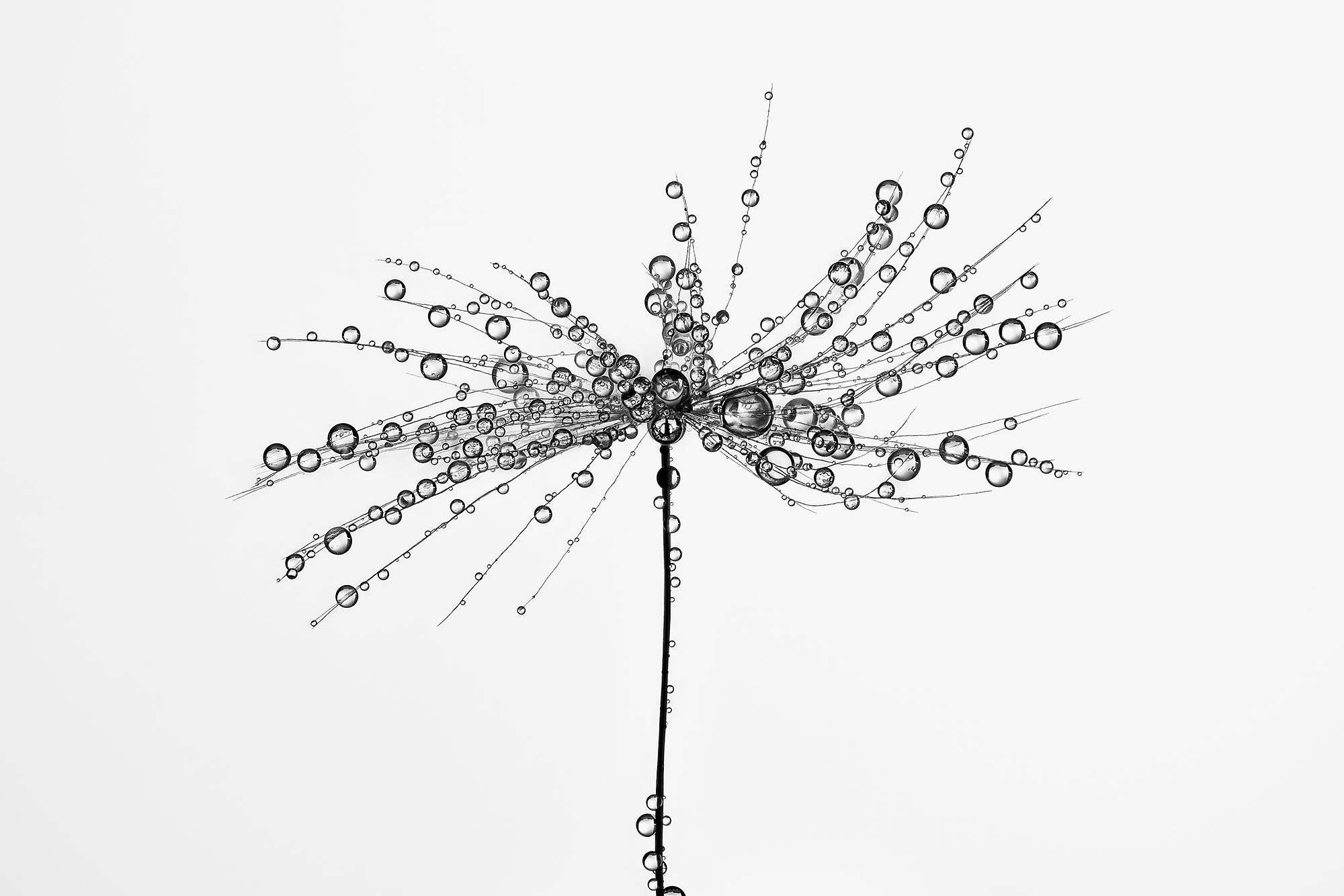 Un pappus de pissenlit et sa rosée