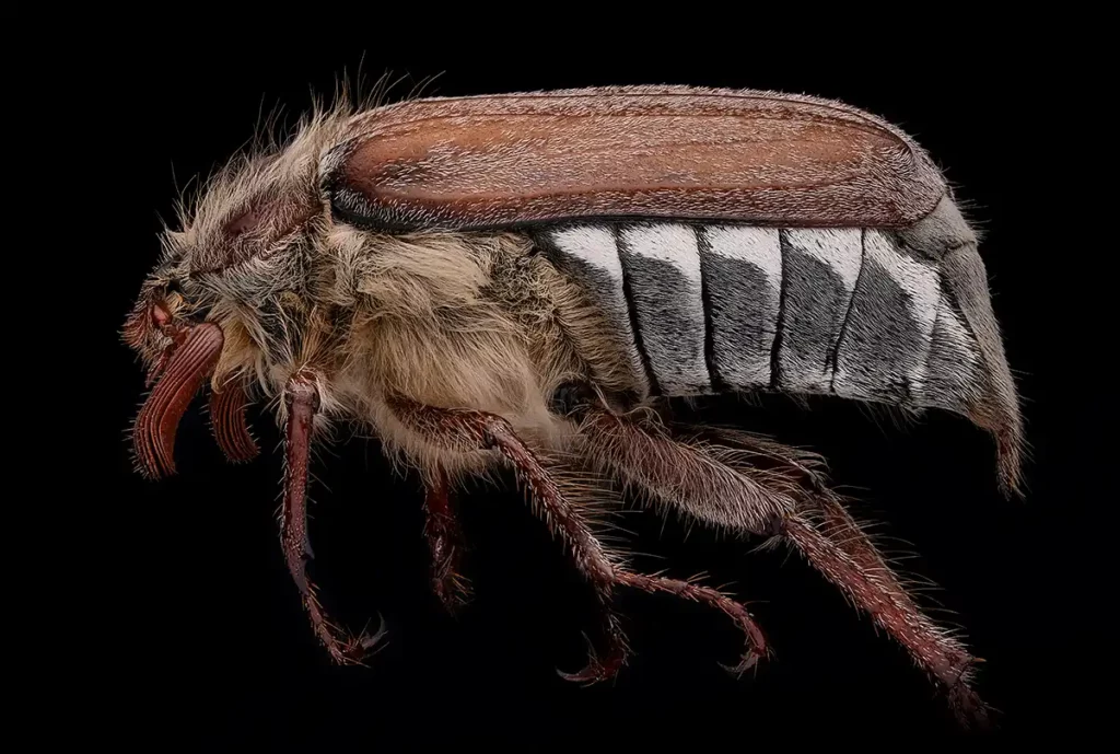 Un profil en macrographie d'un hanneton(c)Marc Chesneau