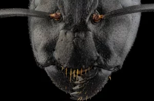 Une tête en microscopie d'une fourmi Camponotus vagus x5(c)Marc Chesneau