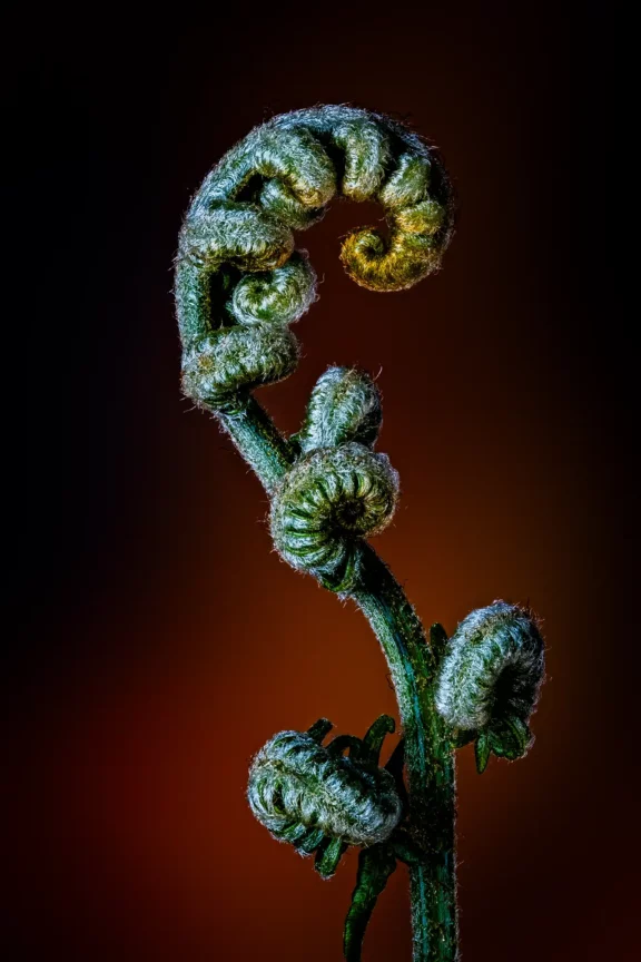 Les Volutes de la Forêt
