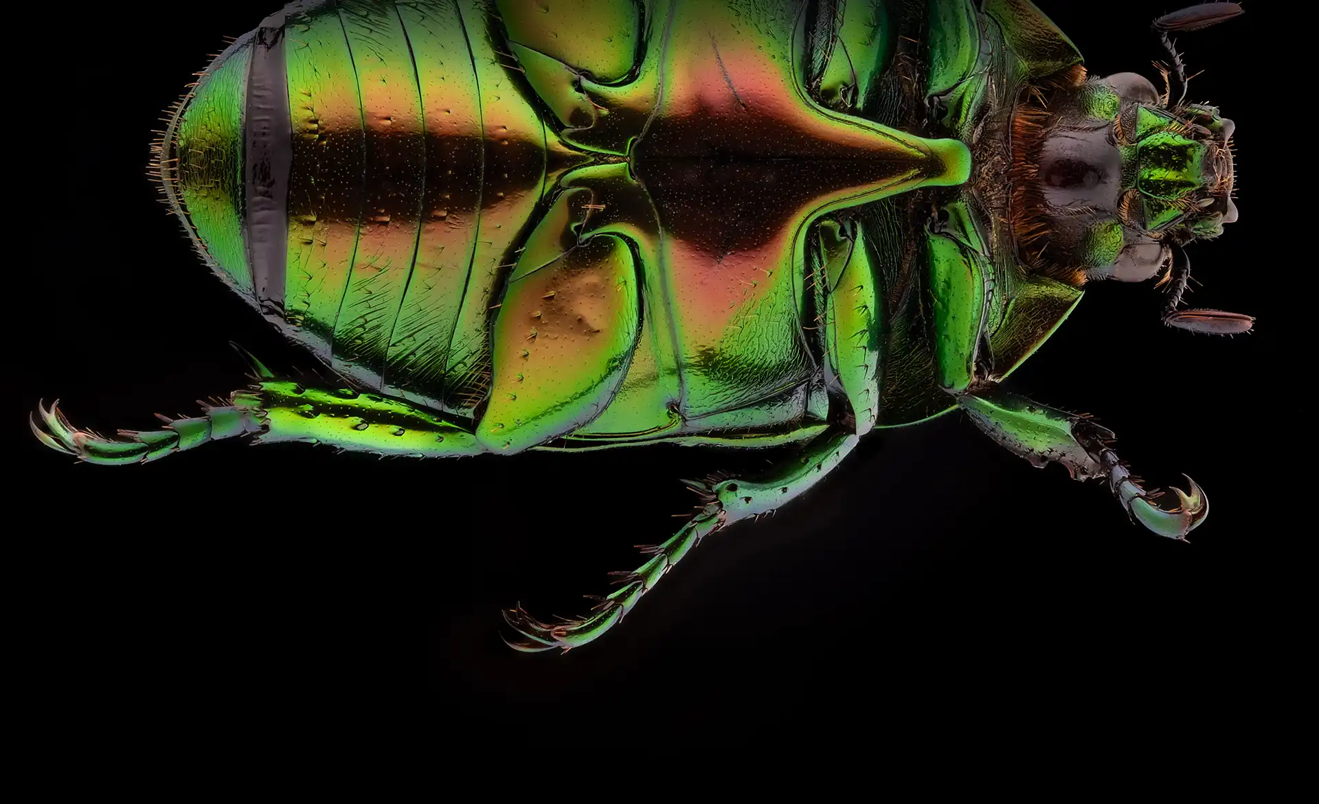 homma banner macro