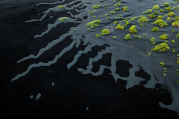 Ondulations sombres et touffes végétales à Stokksnes