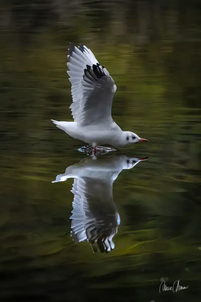 Test XF400mm mouette decollage