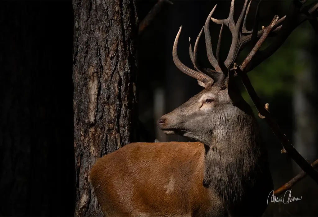 cerf au 400mm et x1.4 sous bois